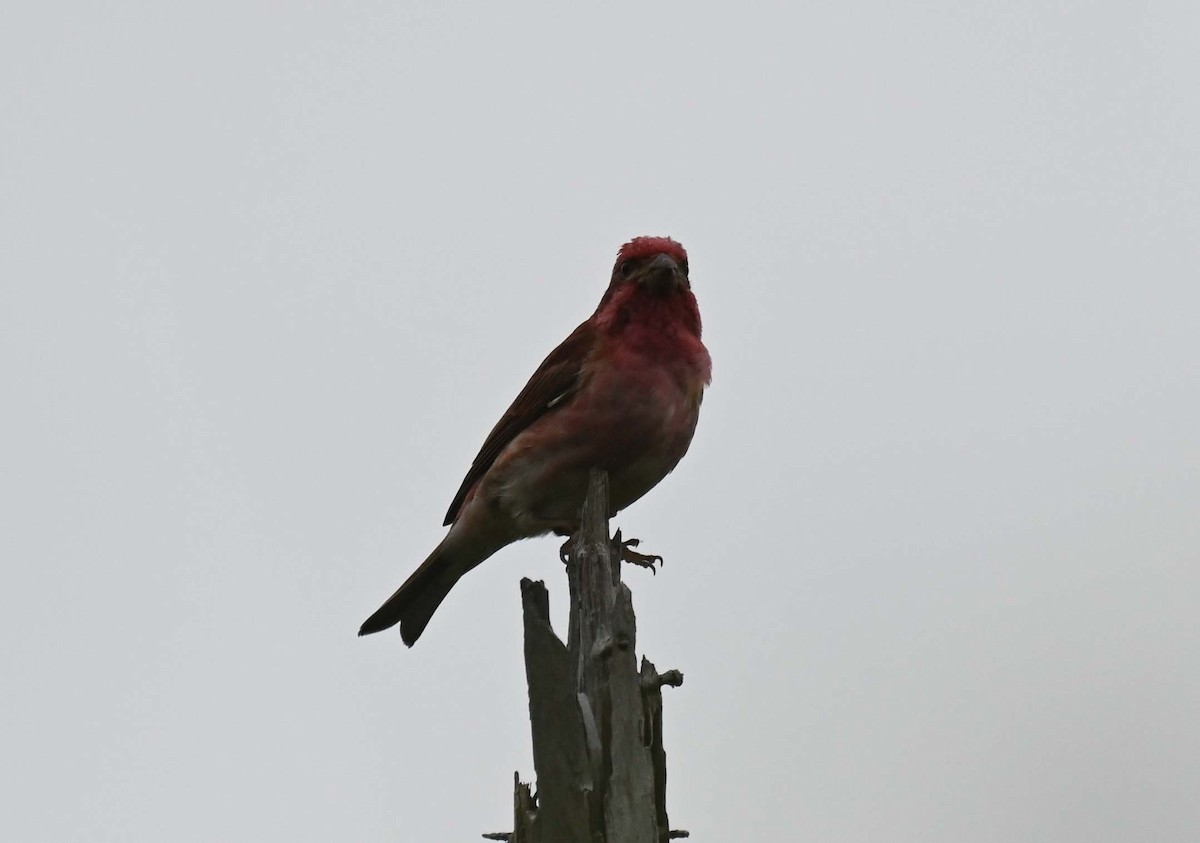 Purple Finch - ML620468768