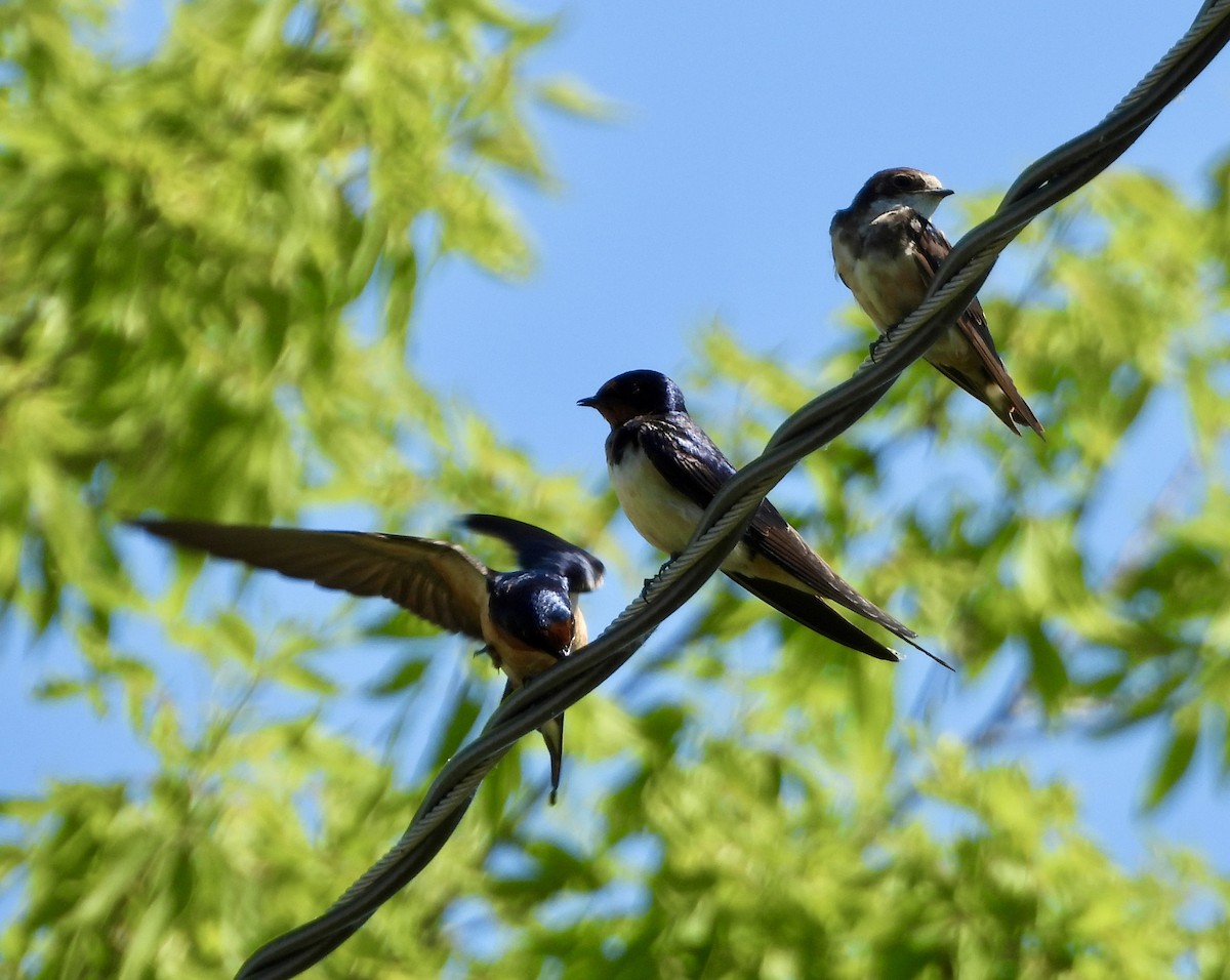 Golondrina Bicolor - ML620468772