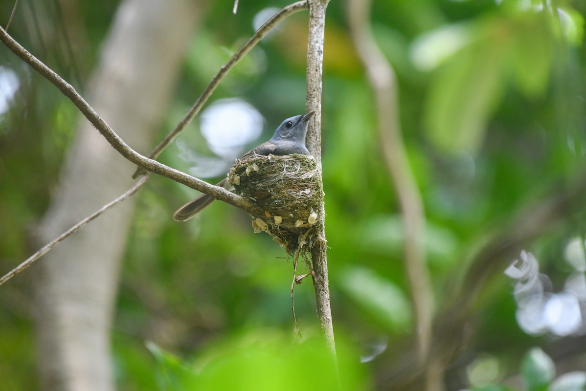 Black-naped Monarch - ML620468773