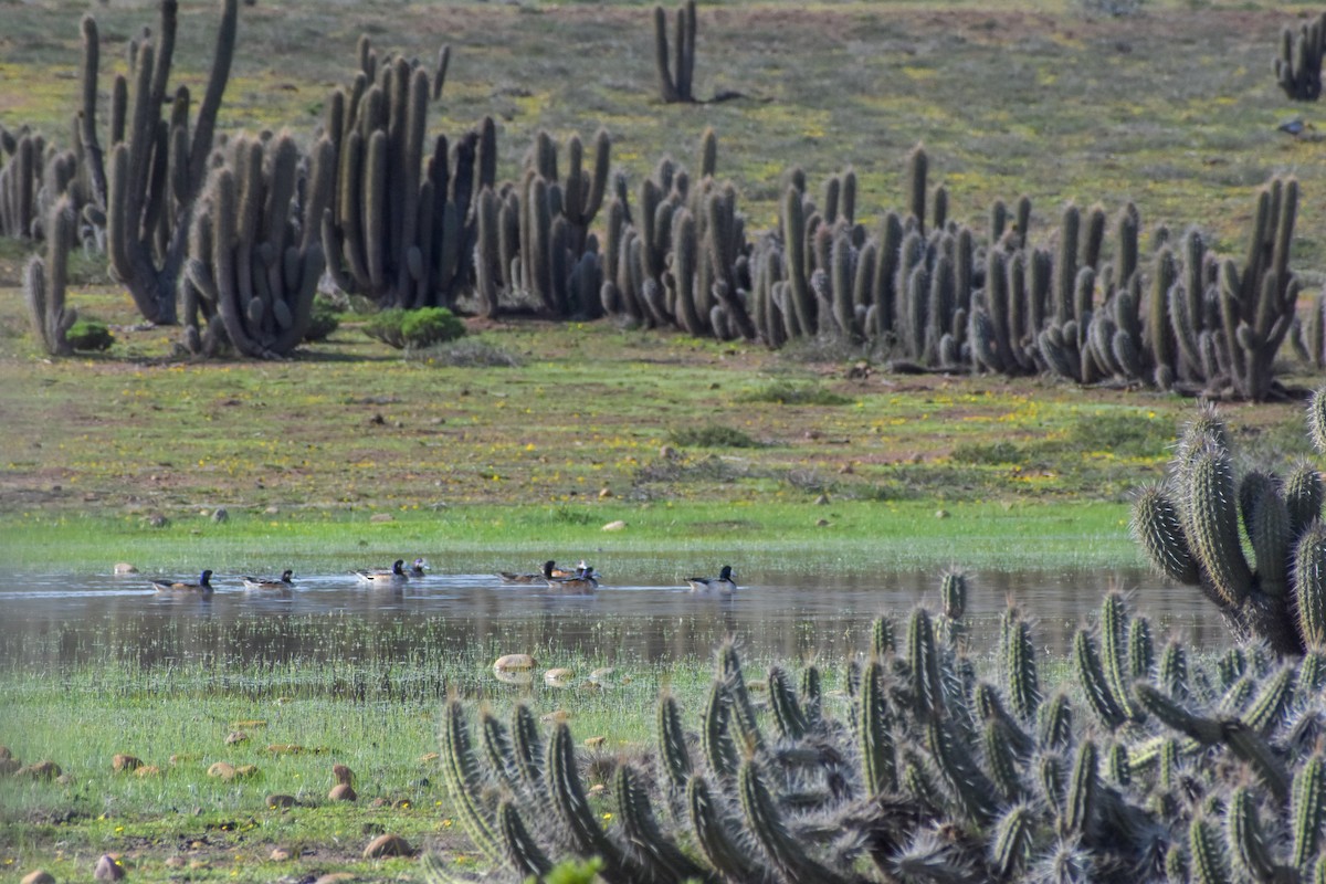 Chiloe Wigeon - Víctor Hugo Sarabia Sánchez