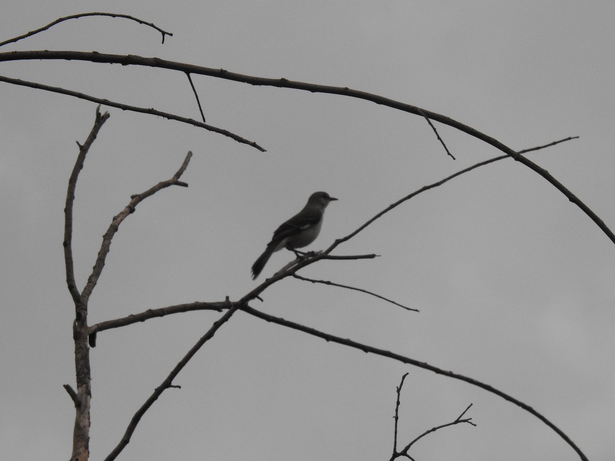 Northern Mockingbird - ML620468775