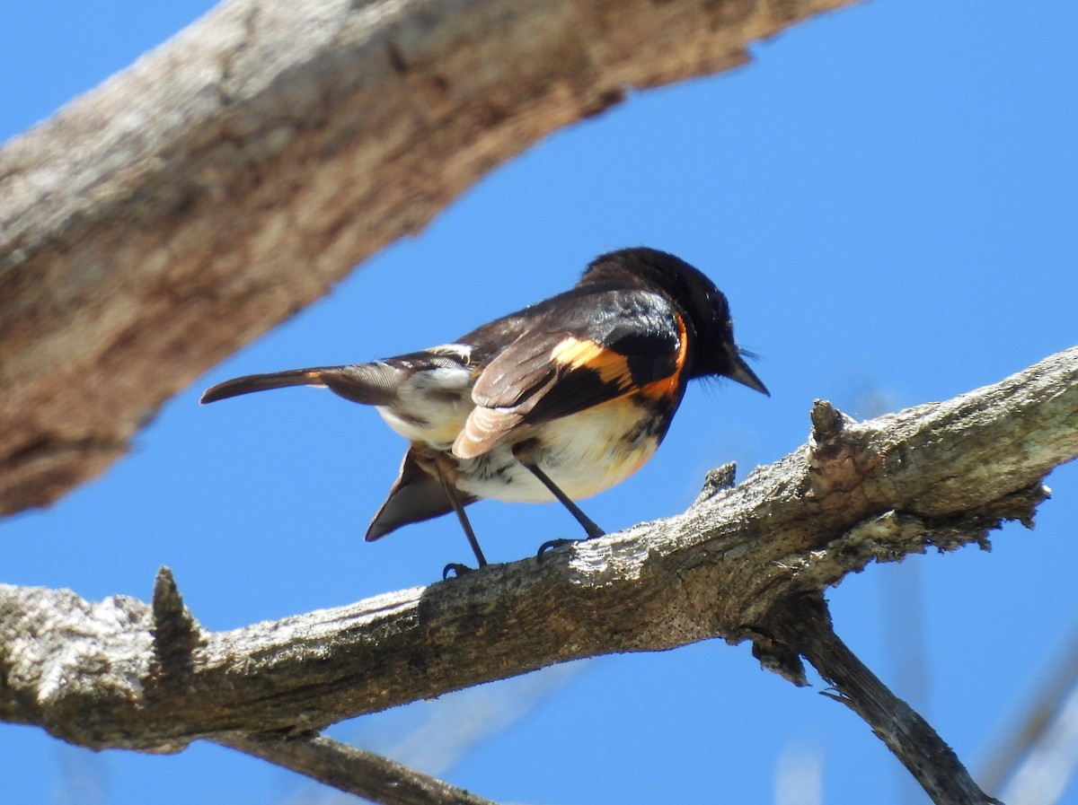 American Redstart - Kathy Springer