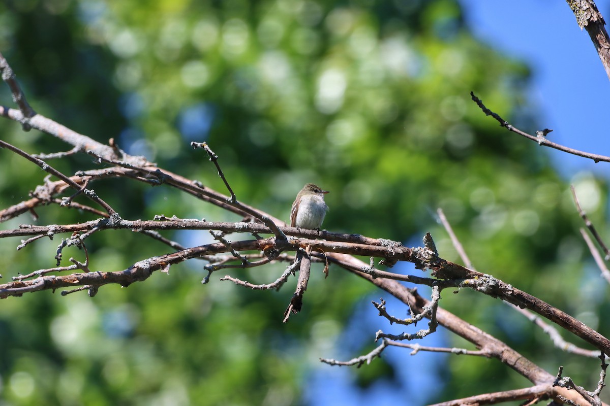 Least Flycatcher - ML620468783