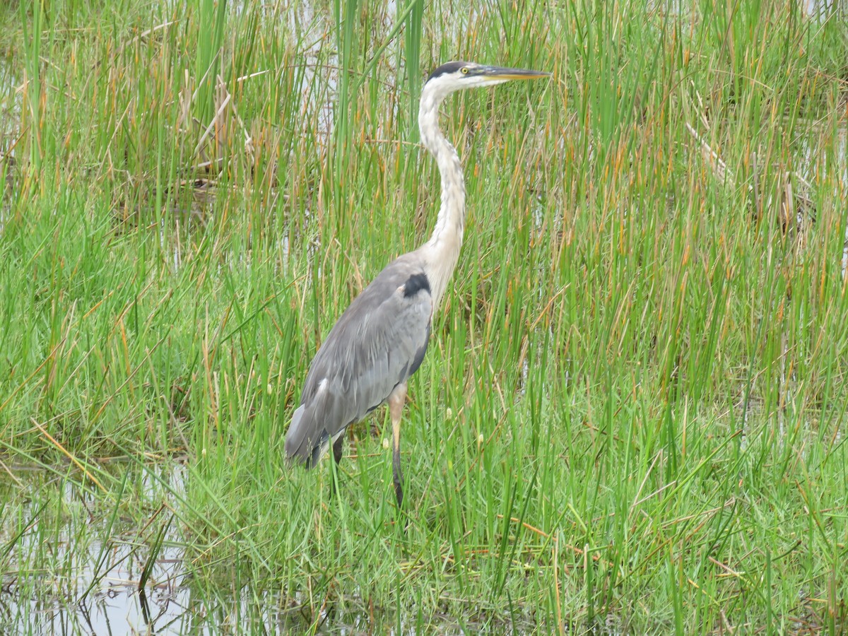 Great Blue Heron - ML620468786