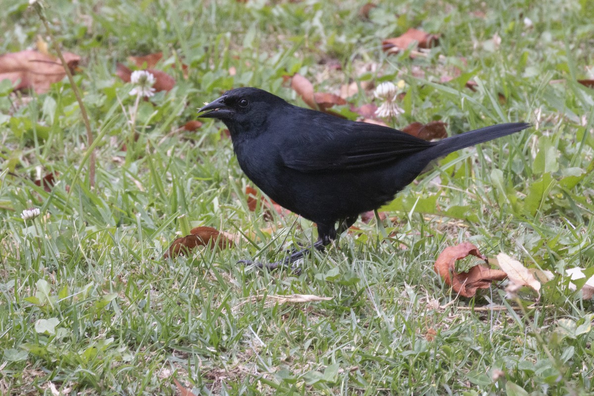 Scrub Blackbird - ML620468787