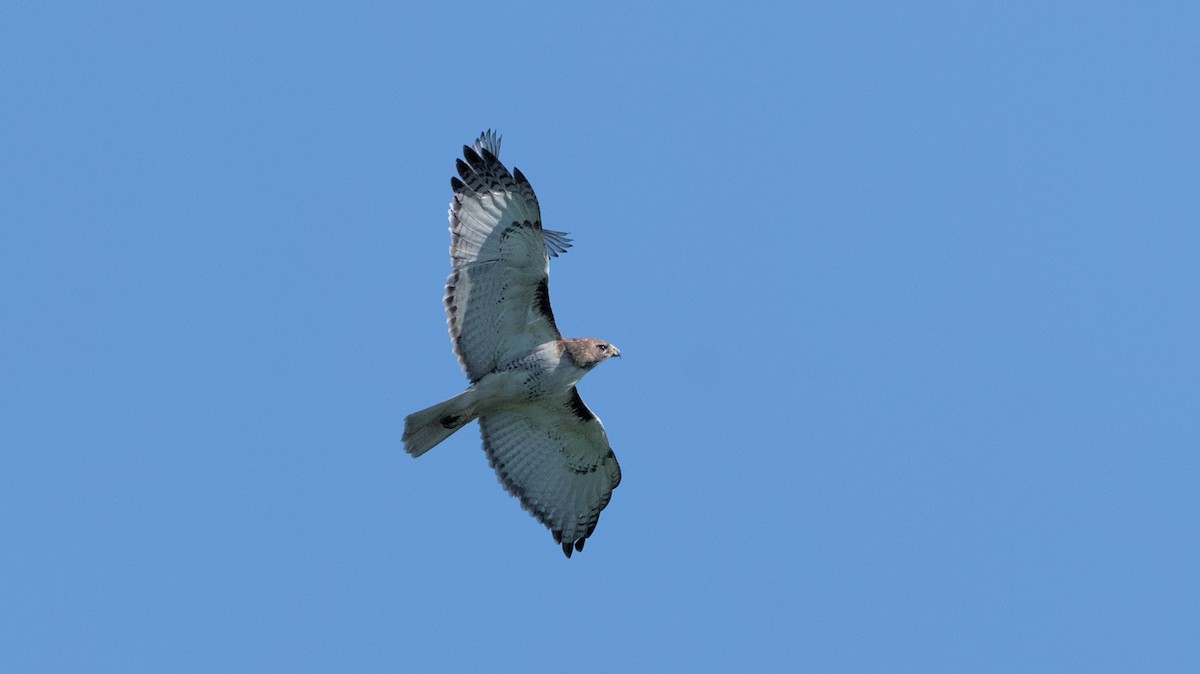 Red-tailed Hawk - ML620468789