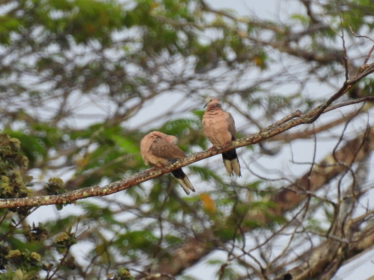 Spotted Dove - ML620468790
