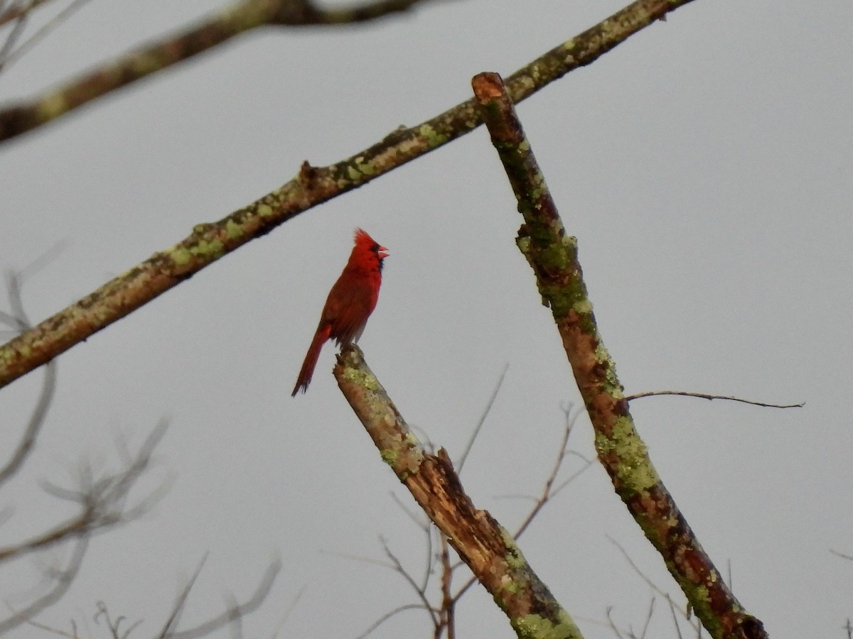 Northern Cardinal - ML620468791