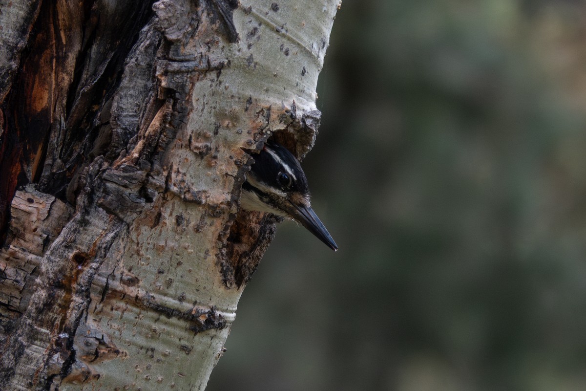 Hairy Woodpecker - ML620468799