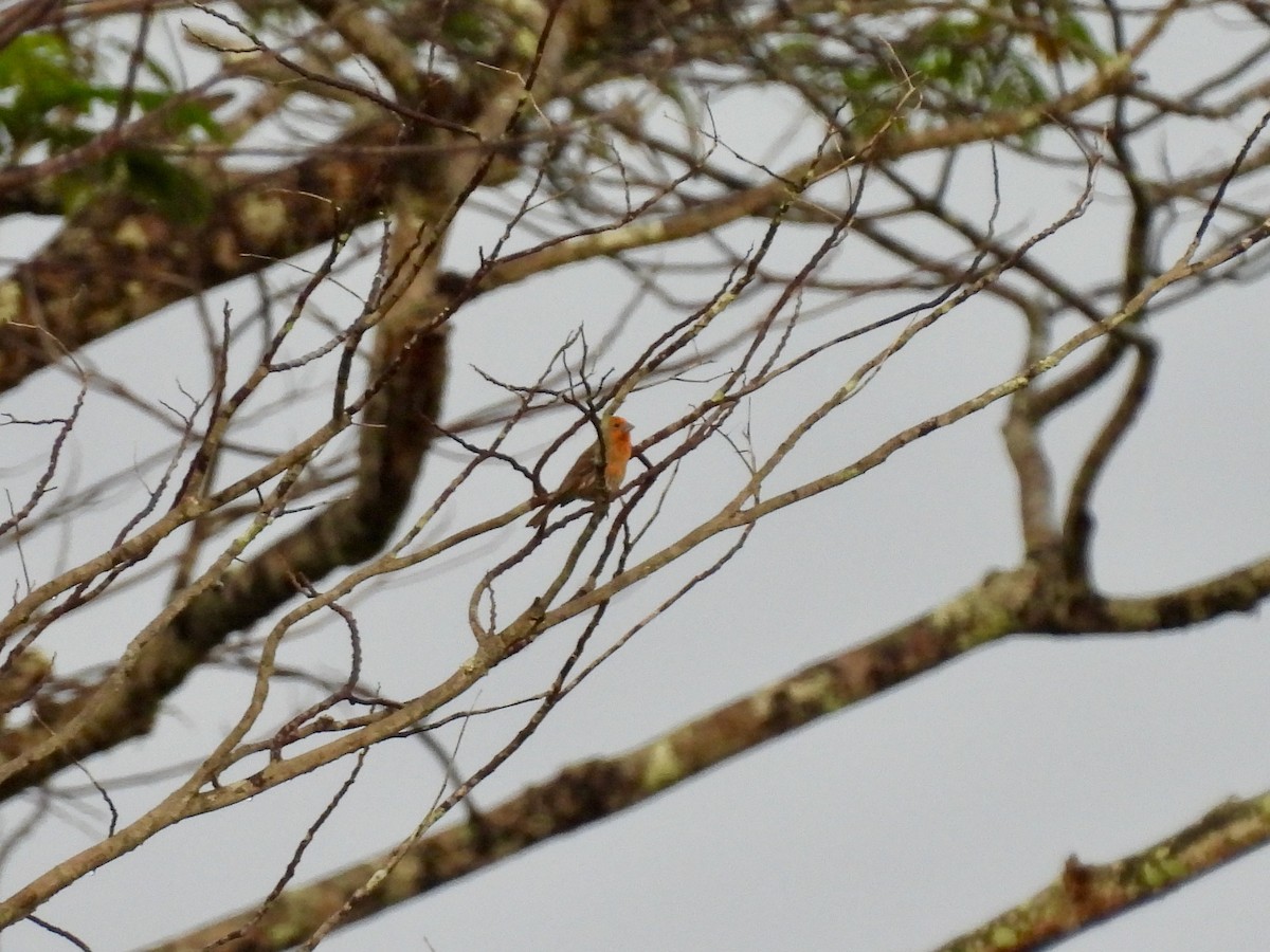 House Finch - ML620468803