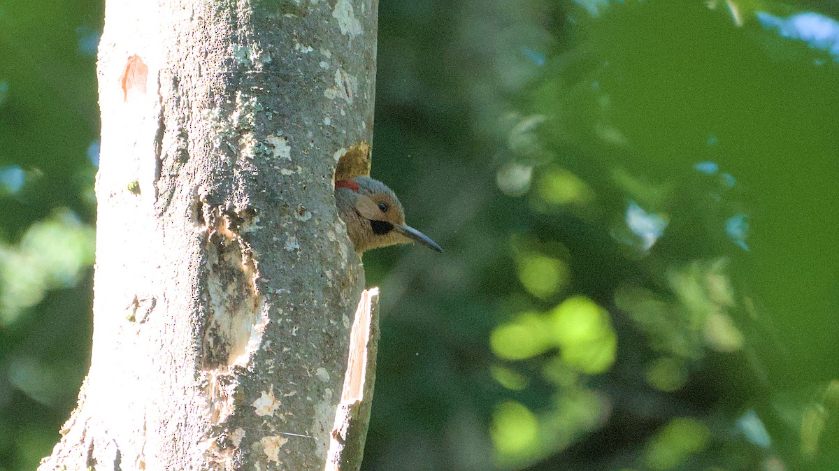 Northern Flicker - ML620468804