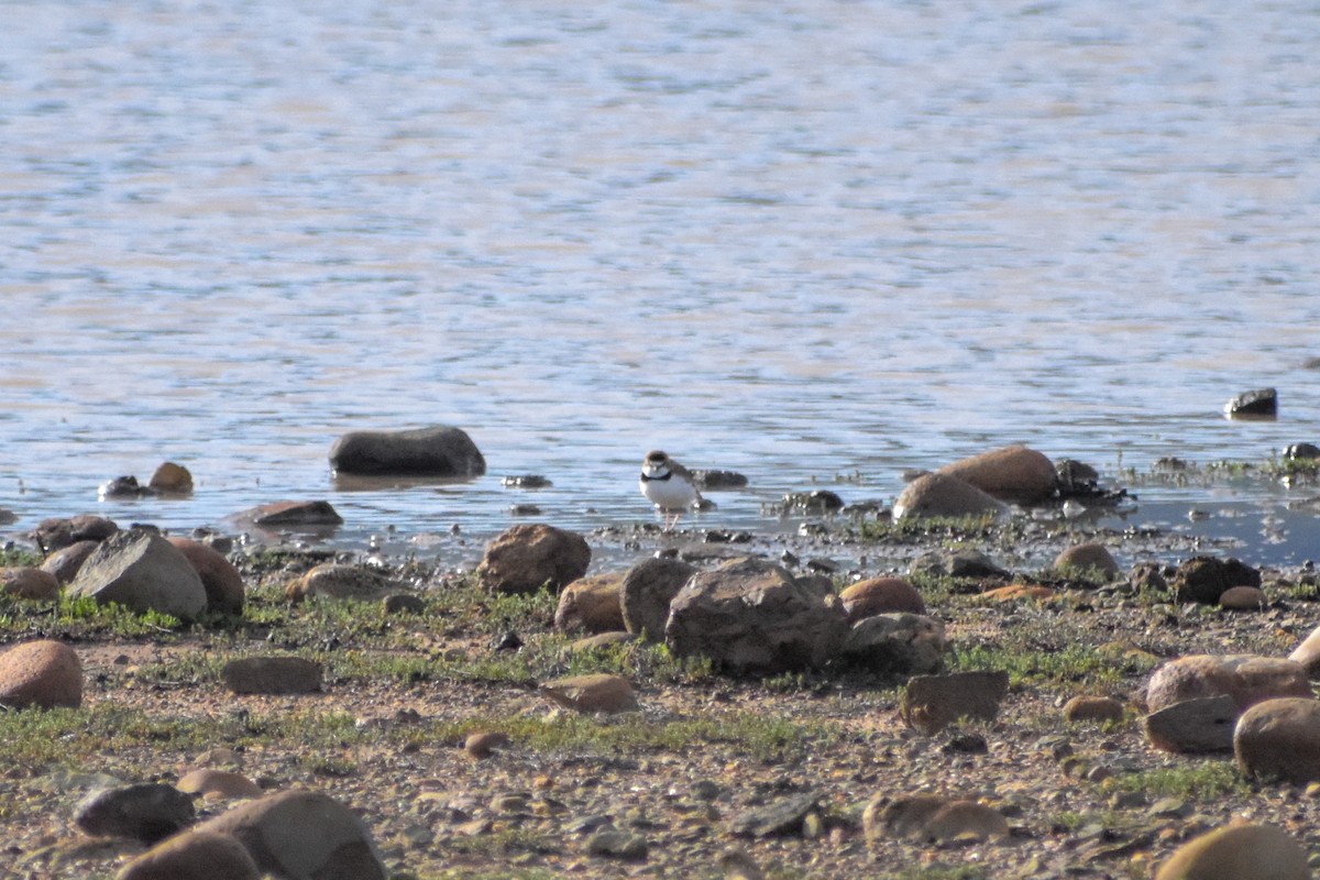 Collared Plover - Víctor Hugo Sarabia Sánchez