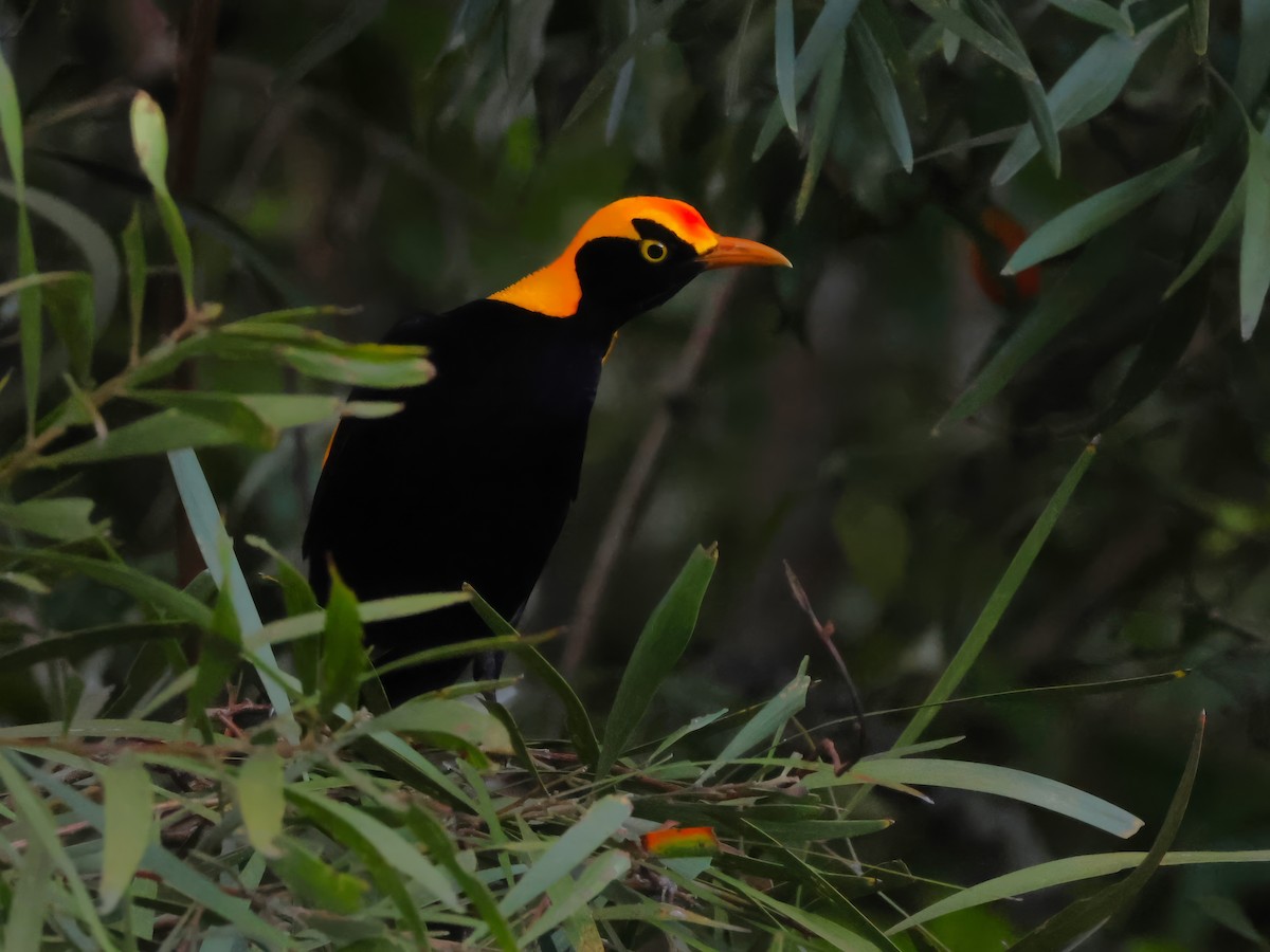 Regent Bowerbird - ML620468809