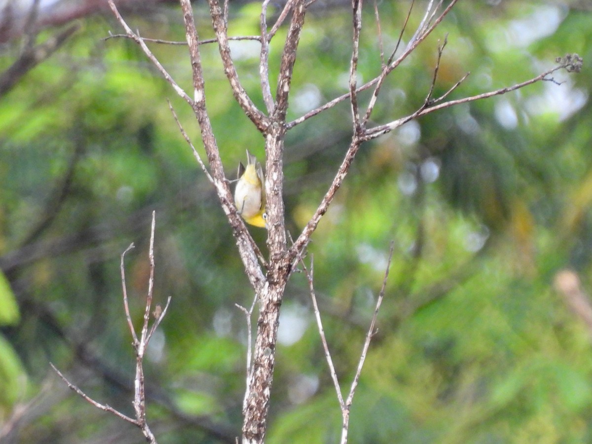 Warbling White-eye - ML620468813