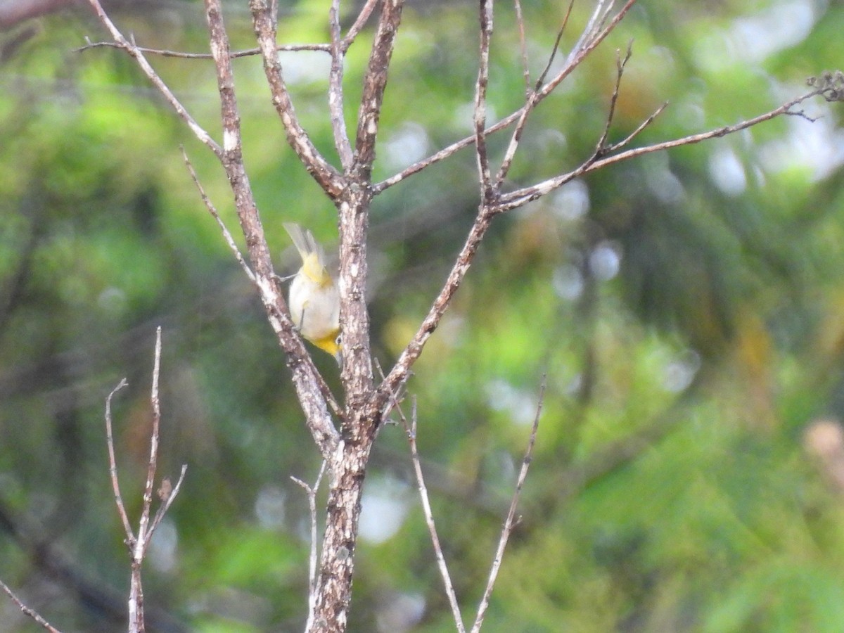 Warbling White-eye - ML620468815