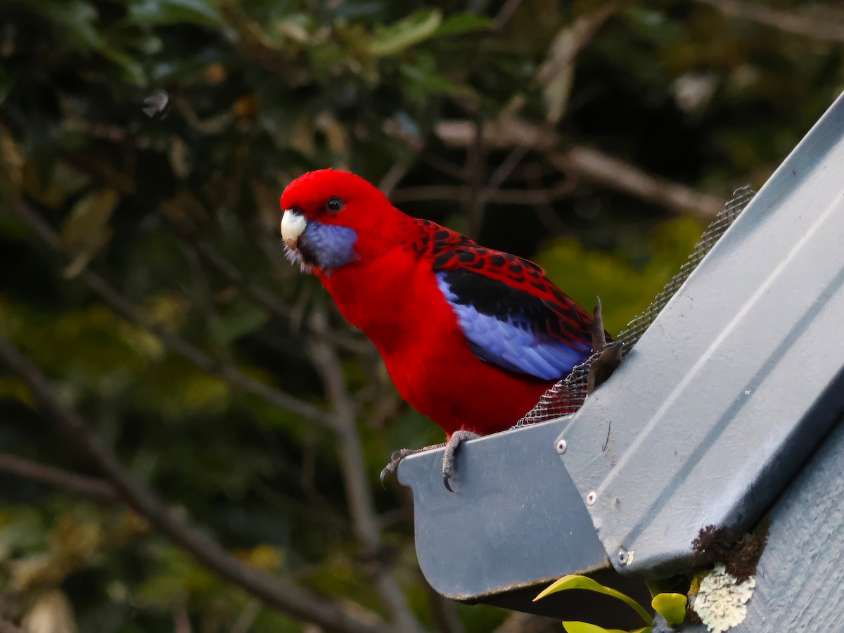 Perico Elegante - ML620468817