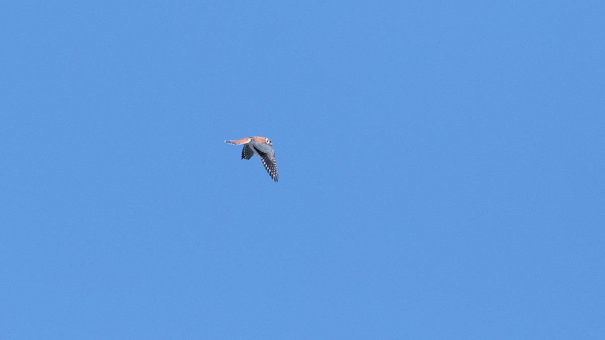 American Kestrel - ML620468818