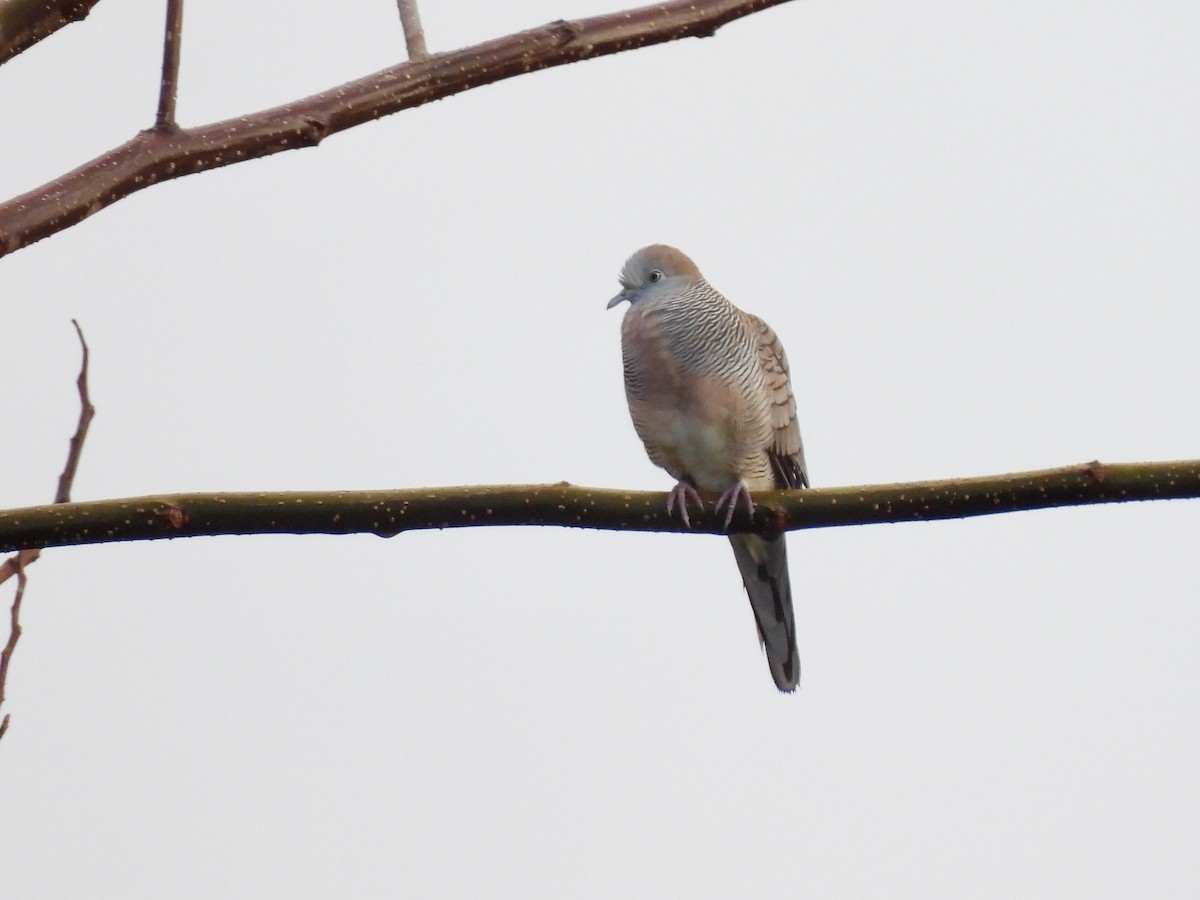 Zebra Dove - ML620468821