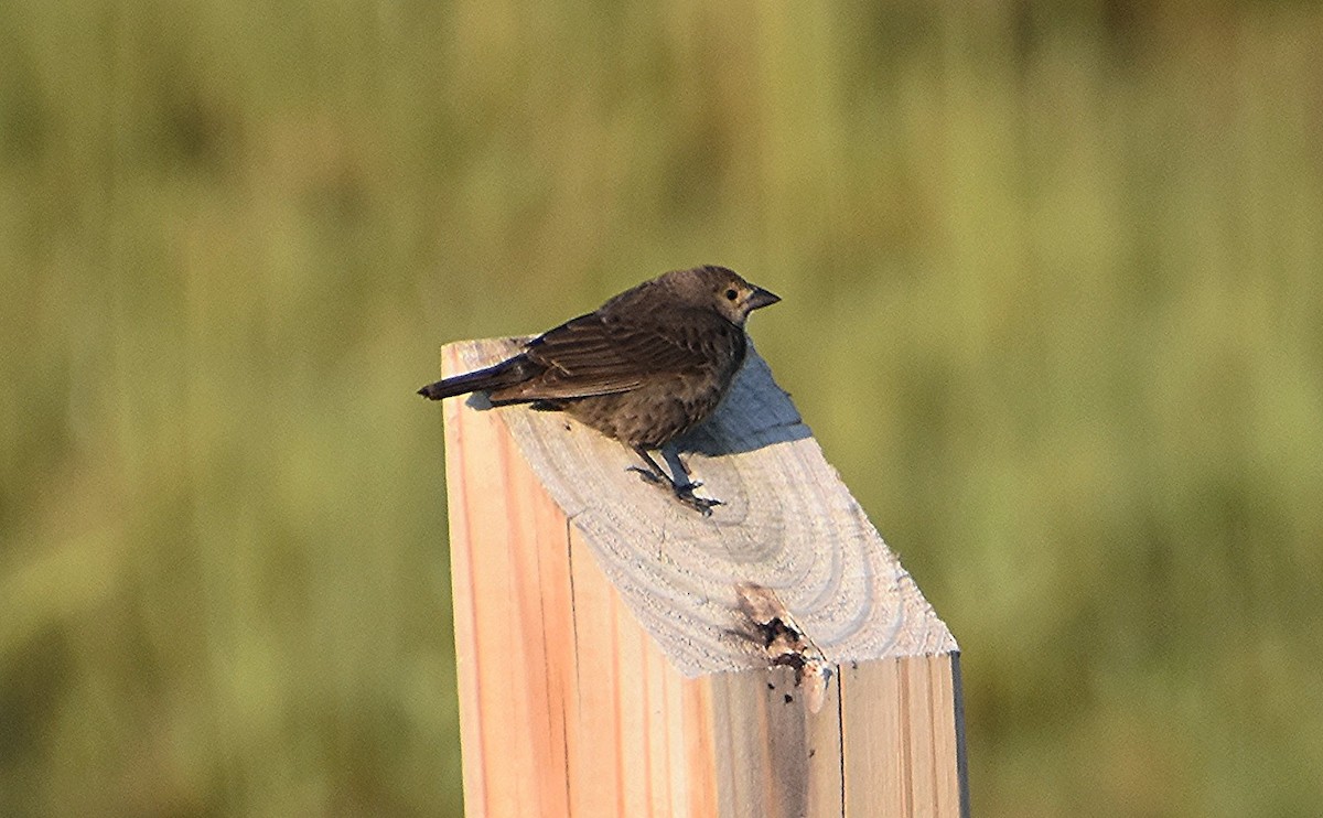 Brown-headed Cowbird - ML620468824