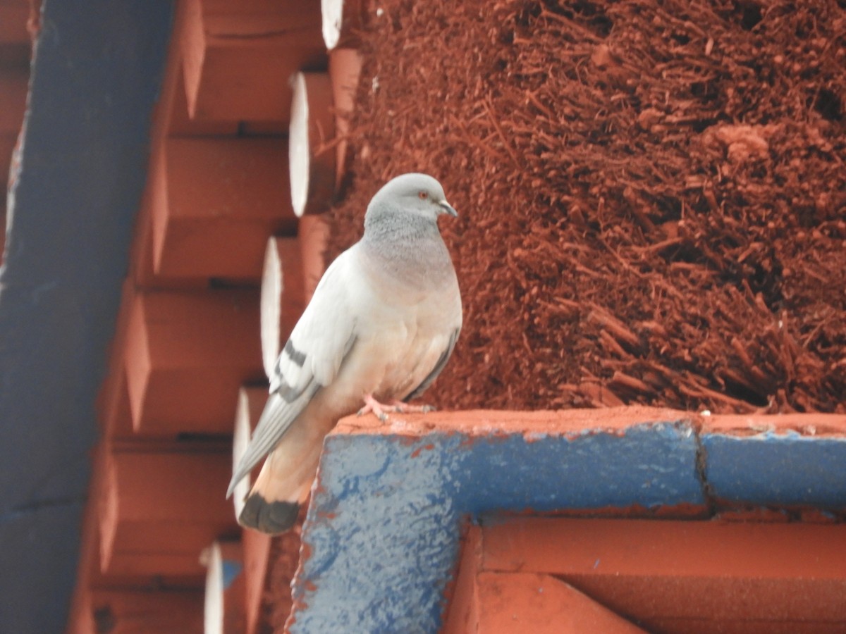 Hill Pigeon - ML620468826