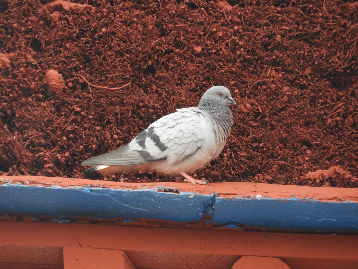 Pigeon des rochers - ML620468827