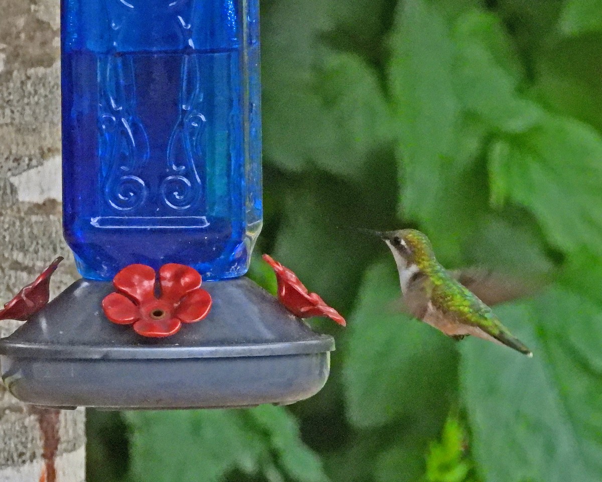Ruby-throated Hummingbird - ML620468828