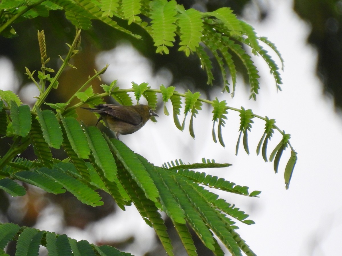 Warbling White-eye - ML620468829