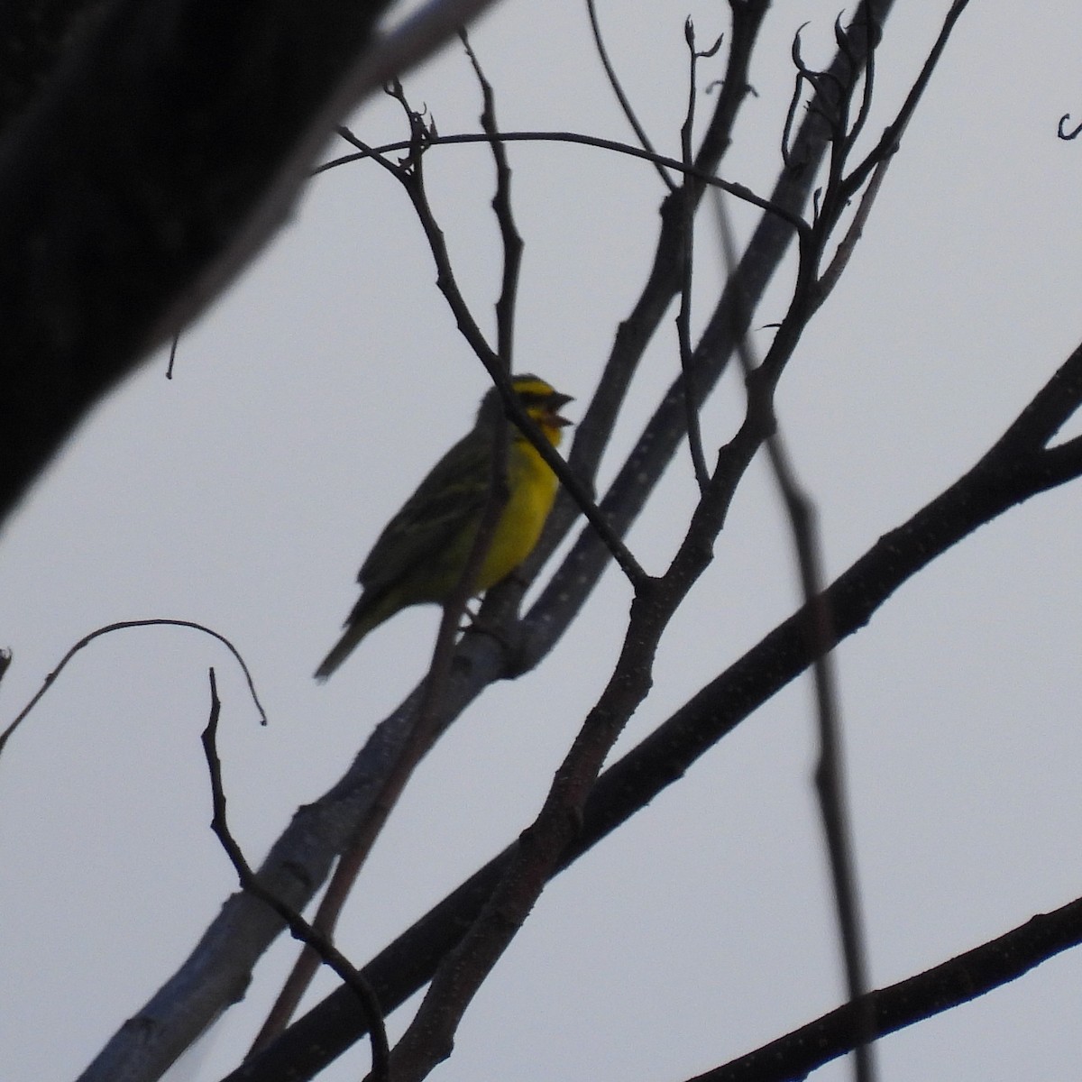 Yellow-fronted Canary - ML620468833