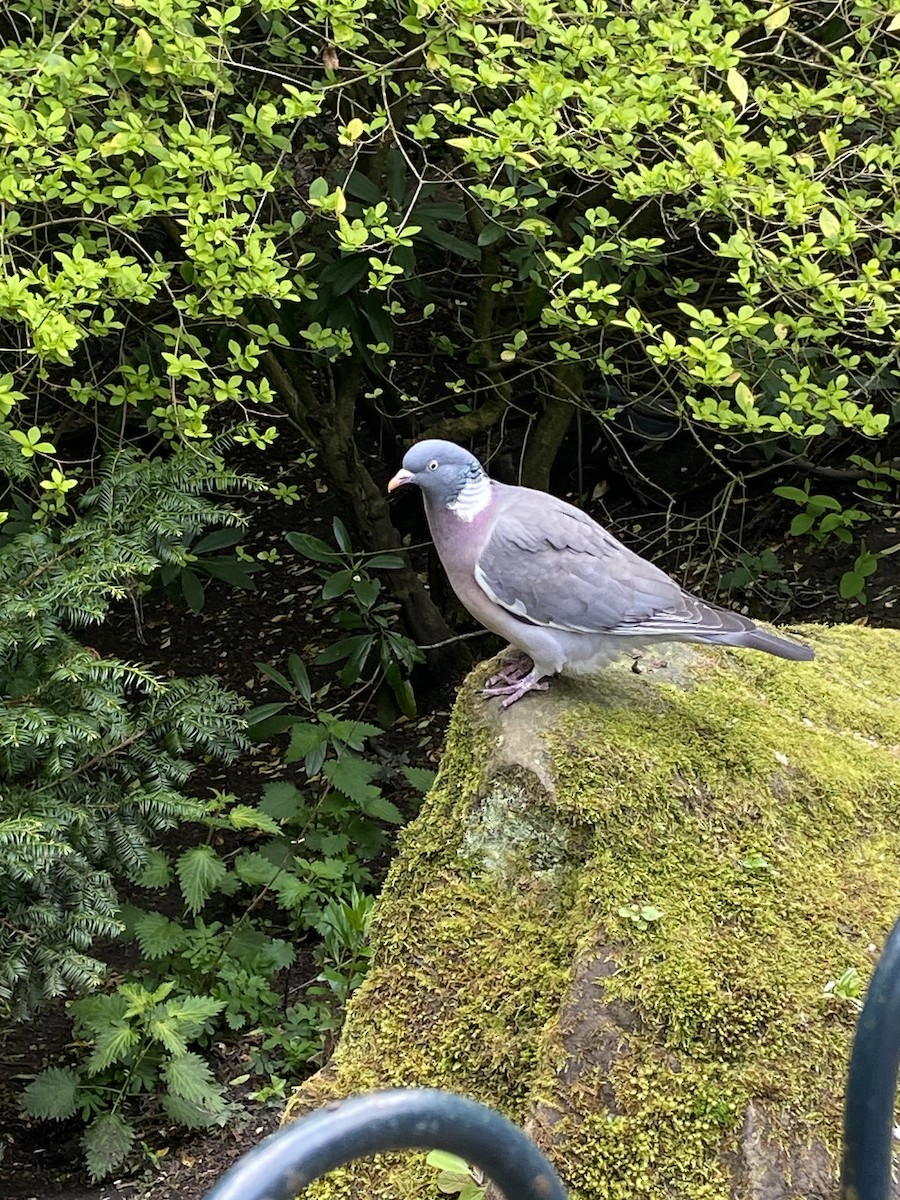 Common Wood-Pigeon - ML620468840