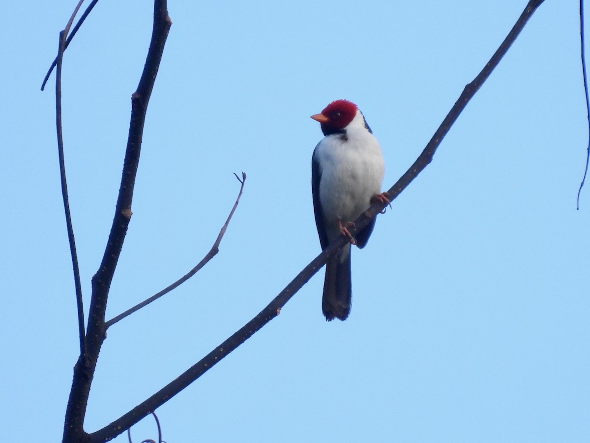 Yellow-billed Cardinal - ML620468843