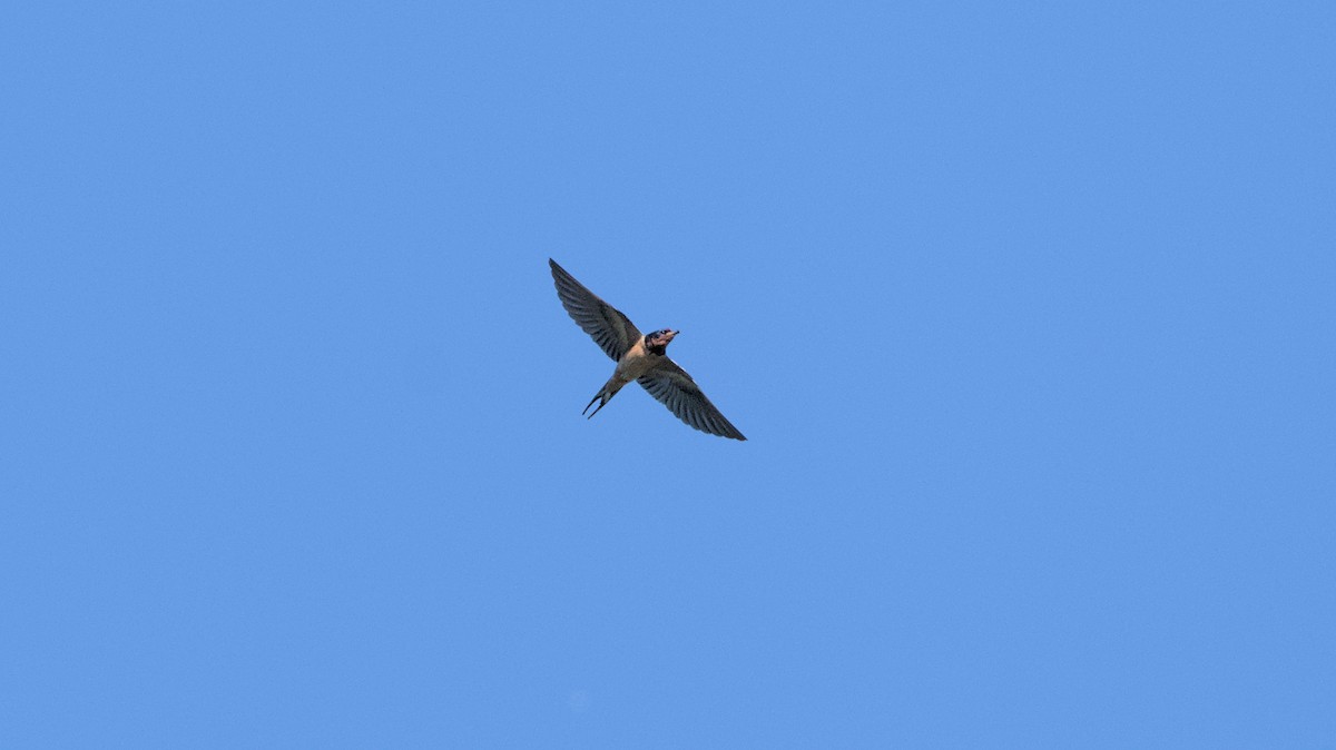 Barn Swallow - ML620468845