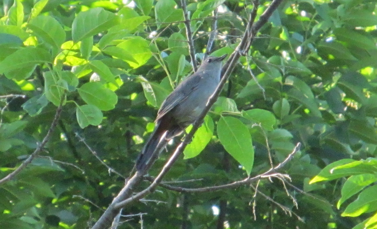 Pájaro Gato Gris - ML620468848