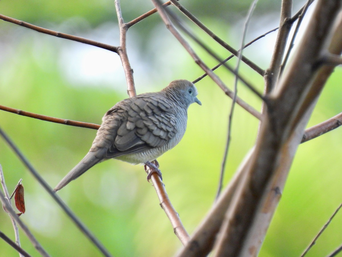 Zebra Dove - ML620468849