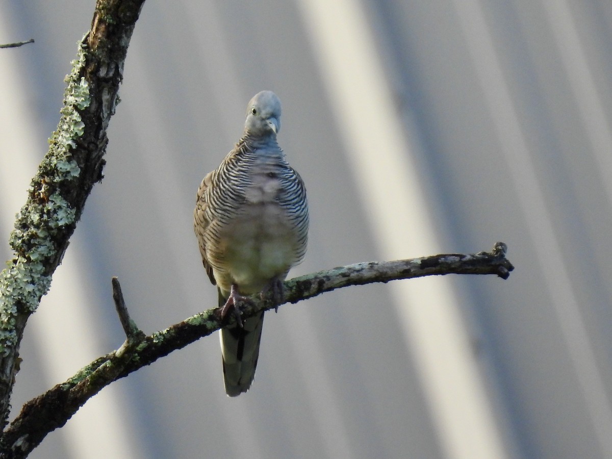 Zebra Dove - ML620468853