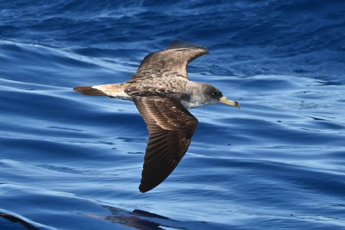 Cory's Shearwater - ML620468854