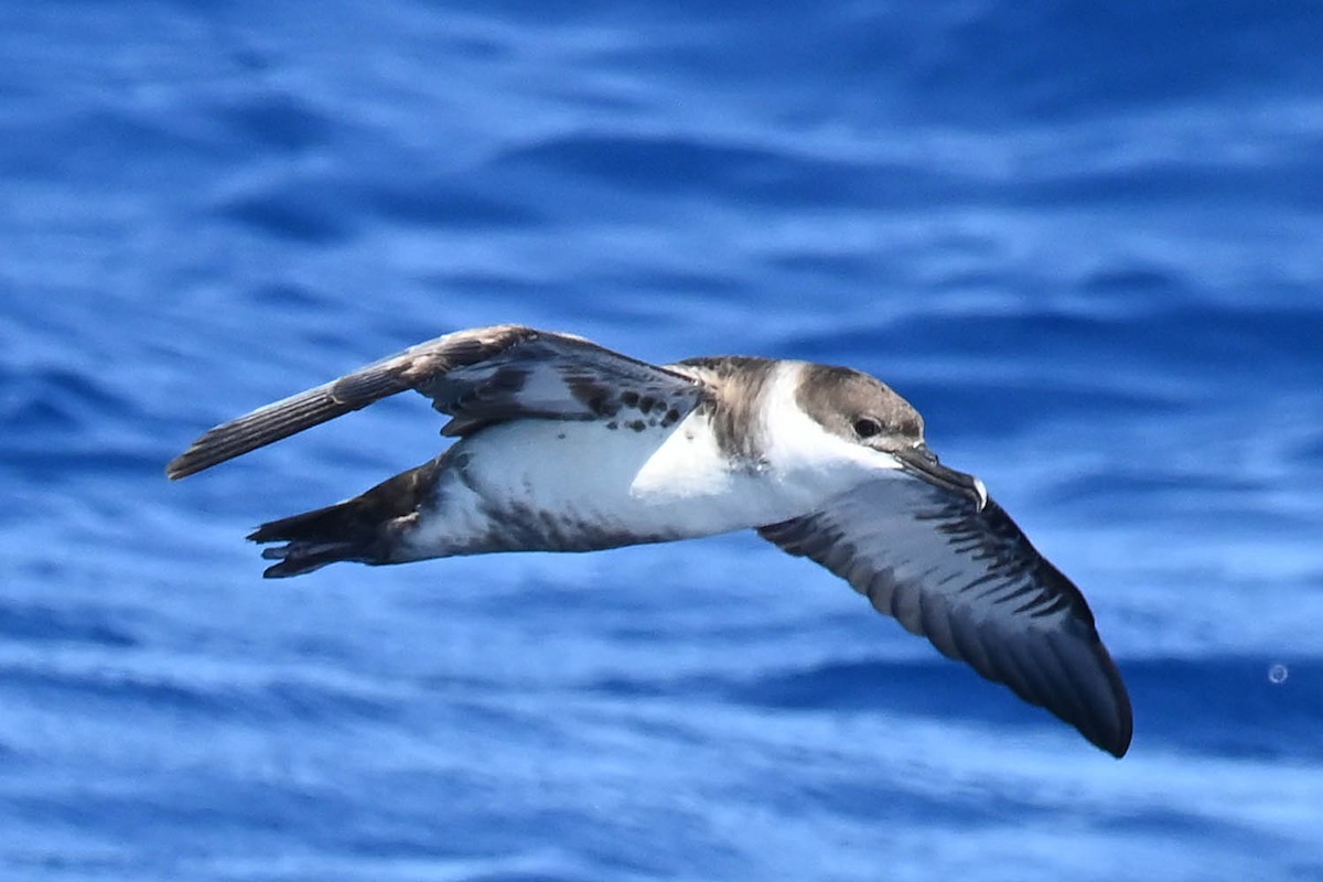 Great Shearwater - ML620468855