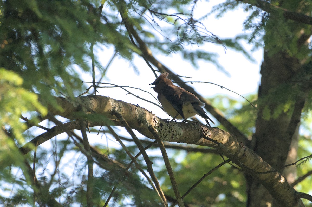 Cedar Waxwing - ML620468861