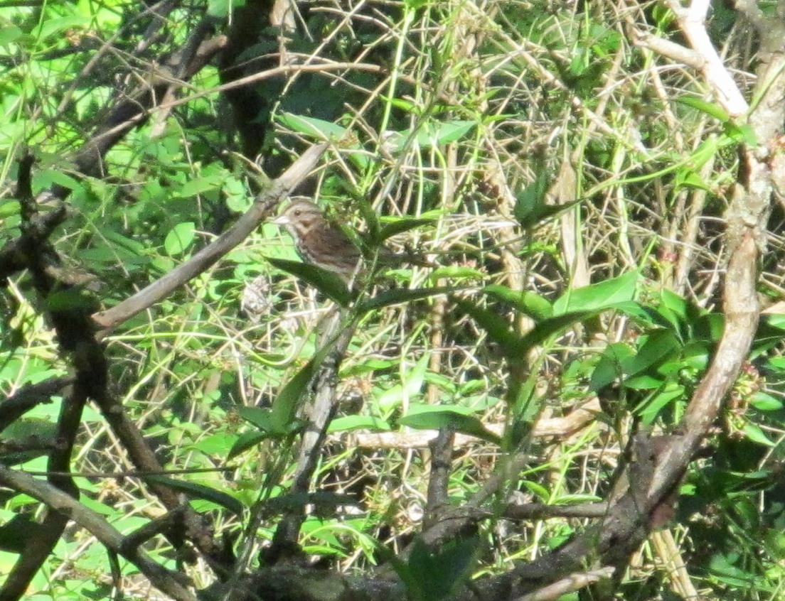 Song Sparrow - ML620468862