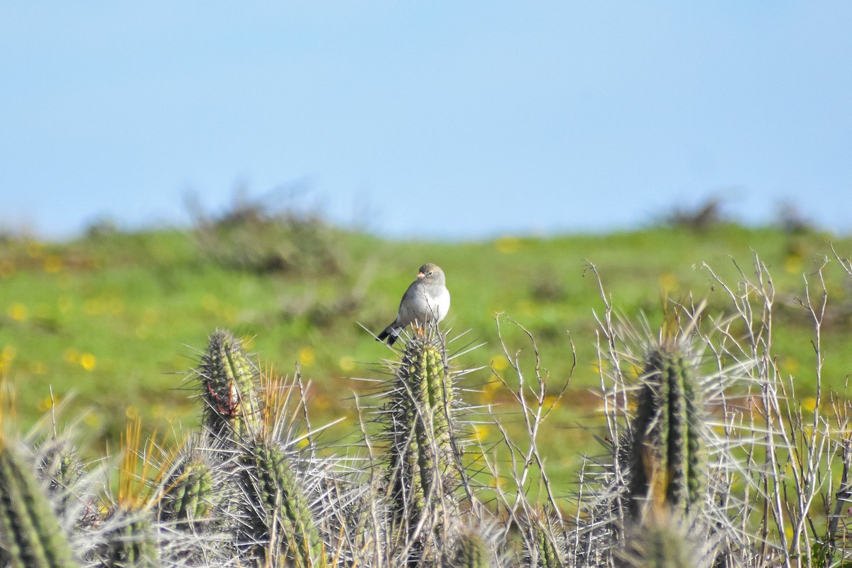 Band-tailed Sierra Finch - ML620468863