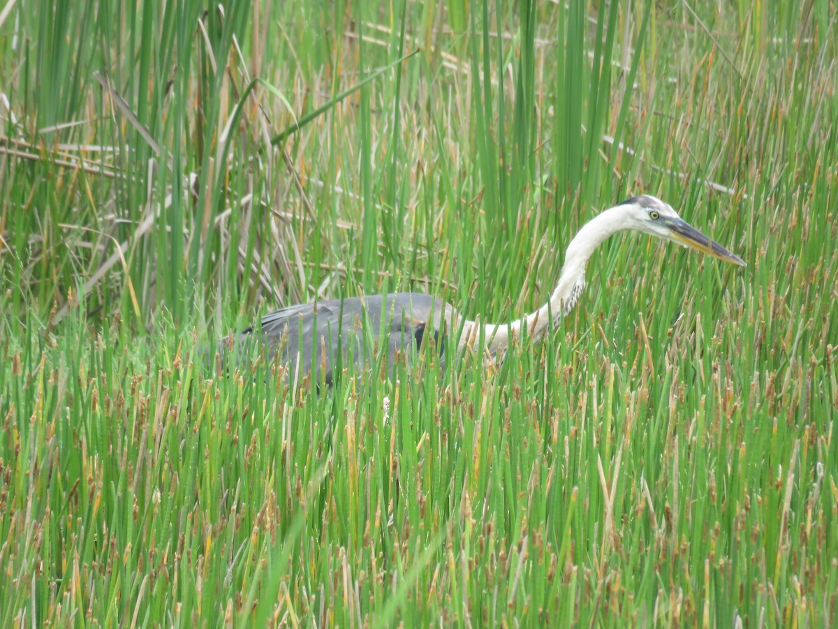 Great Blue Heron - ML620468865