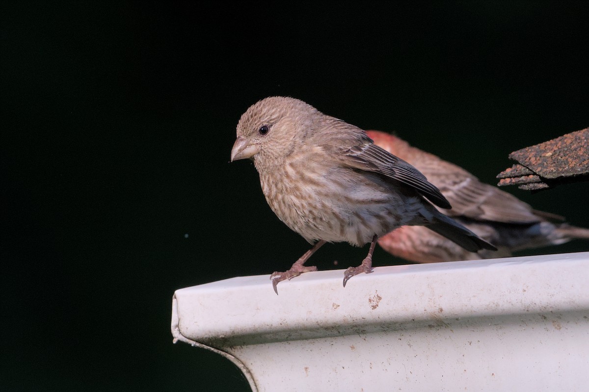 House Finch - ML620468867