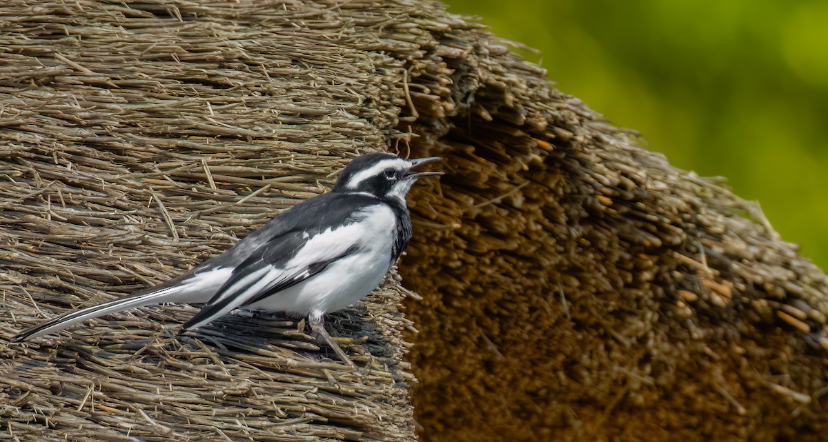 African Pied Wagtail - ML620468879