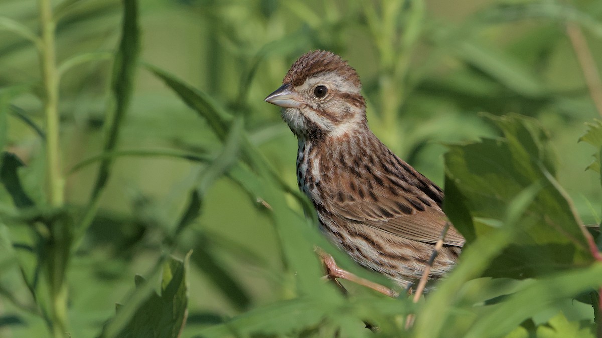 Song Sparrow - ML620468880