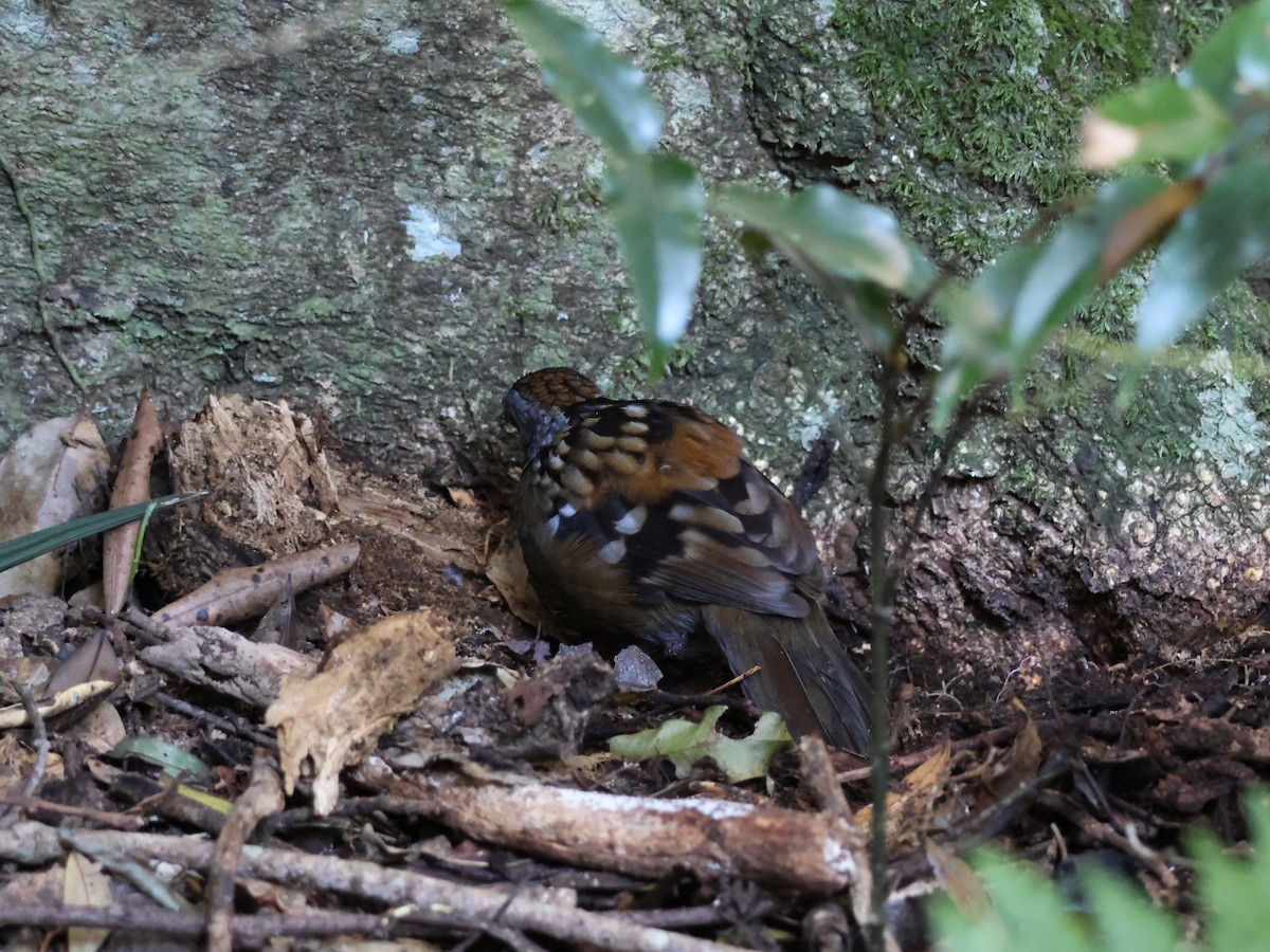 Australian Logrunner - ML620468883