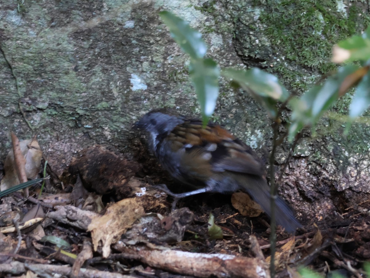 Australian Logrunner - ML620468885