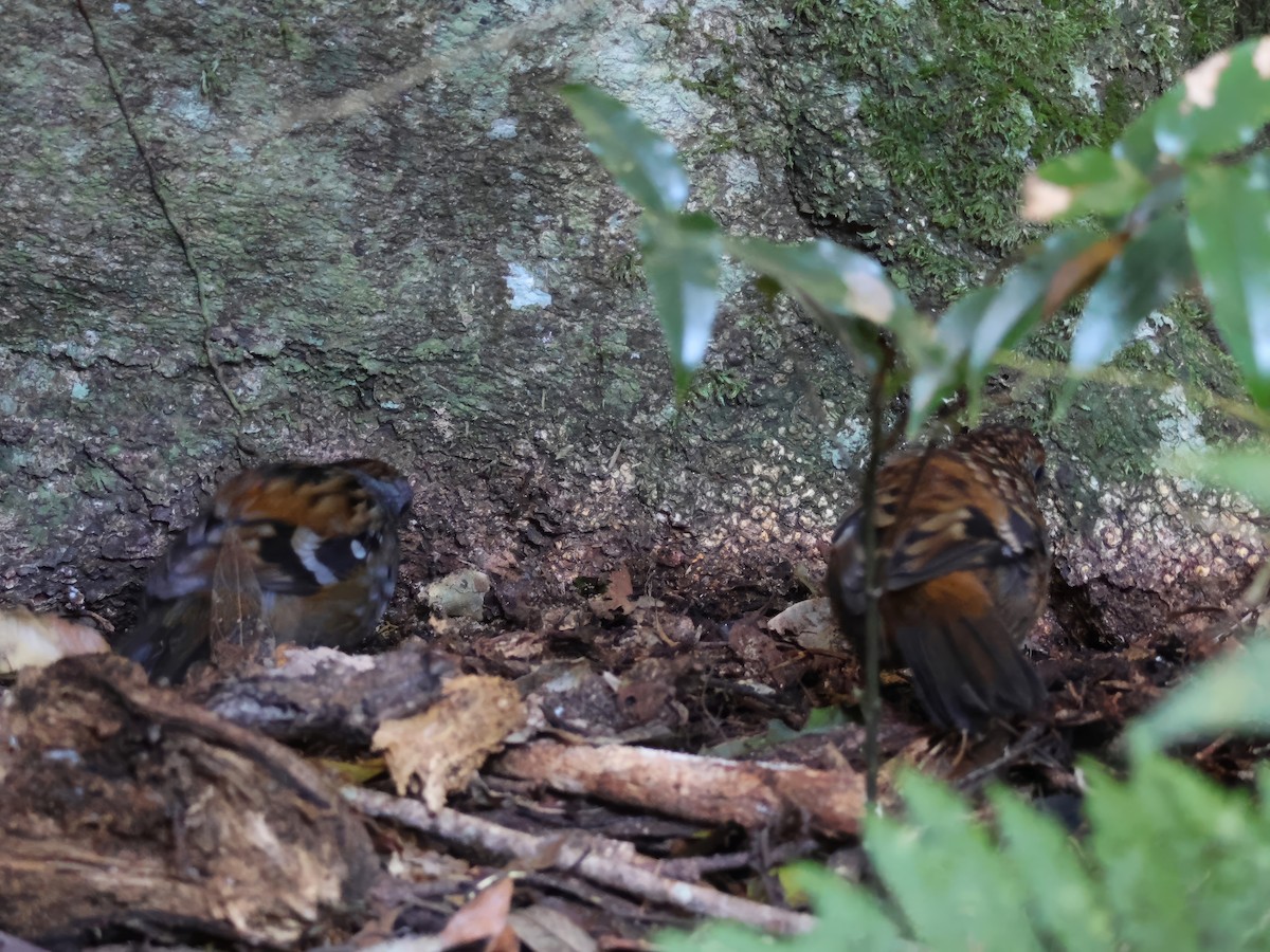 Australian Logrunner - ML620468886