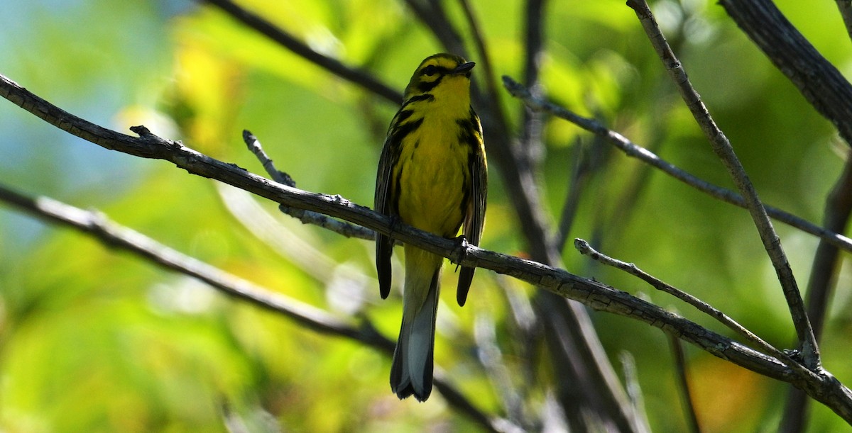 Prairie Warbler - ML620468889