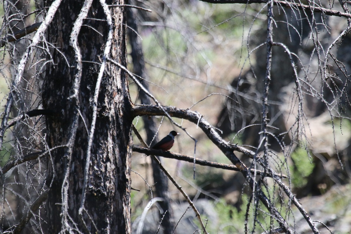 Lewis's Woodpecker - ML620468892