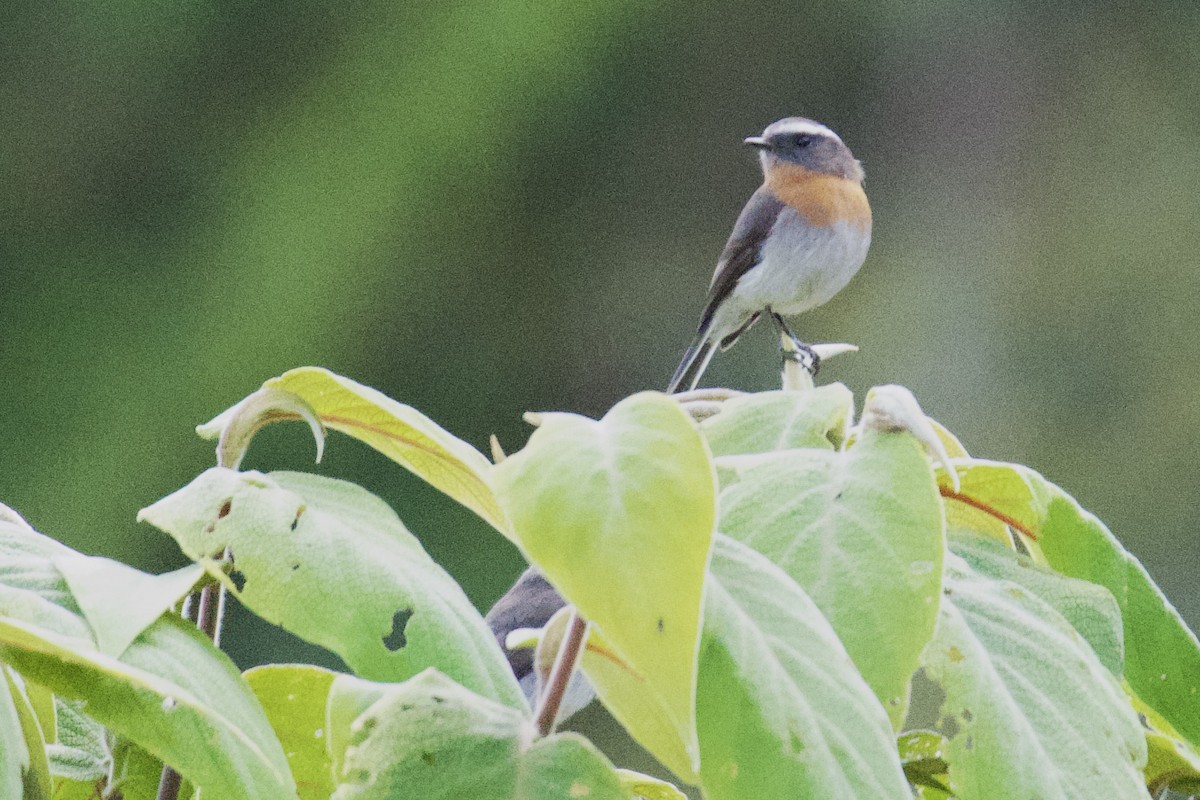 Rufous-breasted Chat-Tyrant - ML620468893