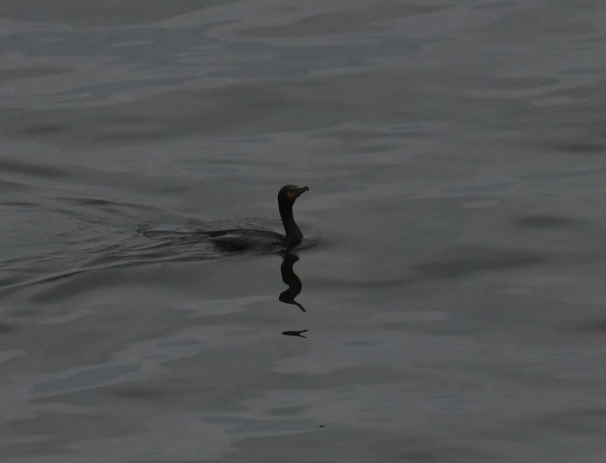 Double-crested Cormorant - Kathy Marche